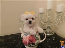 maltese puppy posted by Elegant Babies